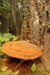 Forest Wild Mushroom Tree
