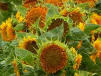 Garden Of Large Sunflowers