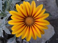 Gazania Yellow Flower