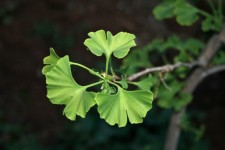 Ginkgo Biloba Leaves