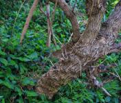 Gnarled Trunk With Ground Cover