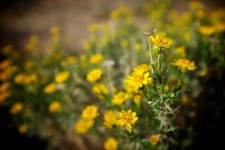 Golden Wildflowers In California