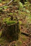Green Mossy Tree Stump
