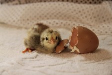 Hatching Chick