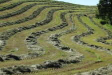 Hay Field Crop Curved Lines