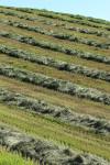 Hay Field Crop Diagonal Lines