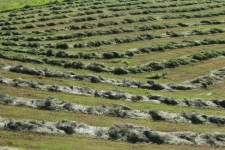 Hay Field Crop Lines
