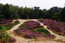 Heath Landscape
