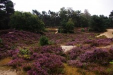 Heath Landscape