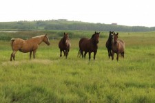 Herd Horses Farm Meadow