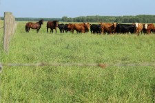 Herd Of Cows And Horses Pasture