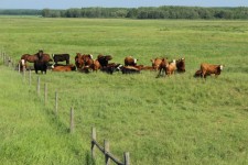 Herd Of Cows And Horses Pasture