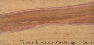 Wood Pattern, Prunus Domestica