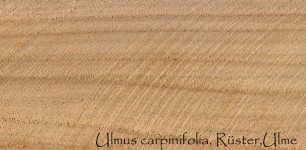 Wood Pattern, Ulmus Carpinifolia