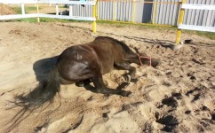 Horse Lying On The Ground