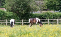Horses In Buttercup Meadow