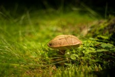 Mushroom In The Grass