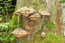 Tree Bark Mushrooms