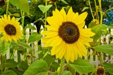 Huge Sunflower Blossom