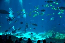 Indoor Saltwater Aquarium
