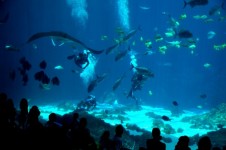 Indoor Saltwater Aquarium