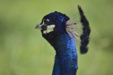 Crest Peacock