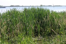 Lake Tall Grass