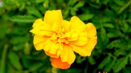 Large Yellow Flower