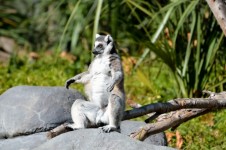 Lemur Monkey