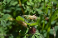 Little Grasshopper