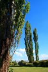 Lombardi Poplar Trees Against Sky