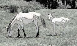 Mare And Foal Line Drawing