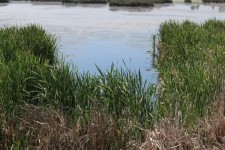 Marsh Cattails Grass