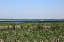Marsh Long Grass Sail Boat Cattails