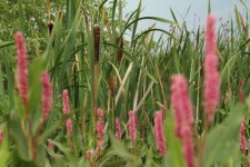 Marsh Violet Pink Flower Cattails