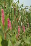 Marsh Violet Pink Flower Cattails