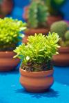 Miniature Plant For Garden