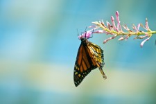 Monarch Butterfly On A Flower
