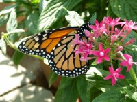 Monarch Butterfly On Pink Flowers