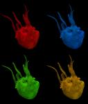 Multi Colored Jellyfish