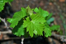New Grape Vine Leaves
