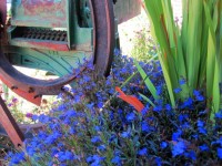 Old Farm Implement With Flowers