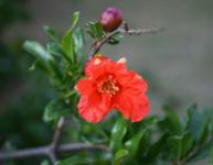 Open Pomegranate Flower