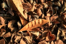 Open Seed Pod With Dry Leaves