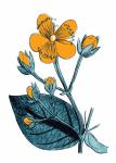 Orange Flower Illustration
