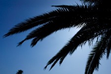 Palm Frond Silhouettes