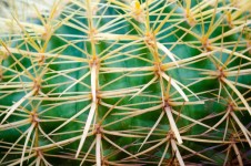 Pattern Cactus