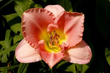 Peach Colored Lily