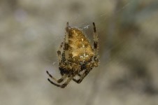 Small Hairy Spider