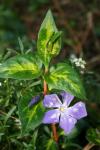 Periwinkle Flower And Bud